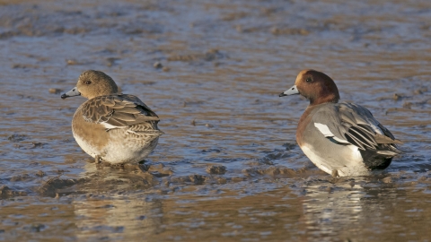 Wigeon