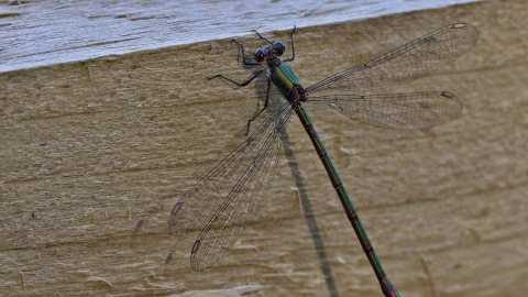 Willow Emerald Damselfly