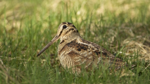 Woodcock