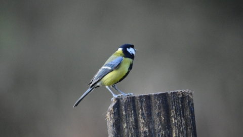 Great tit at Woodside Farm, Gavin Henderson