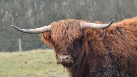 Highland cattle at Woodside Farm, Gavin Henderson