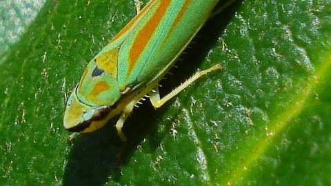 Rhododendron Leafhopper