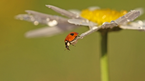 2-spot Ladybird