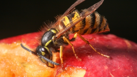 Common Wasp