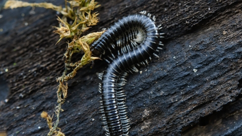 White-legged Snake Millipede