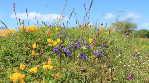 Milkwort at Gang Mine, Kieron Huston