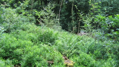 Broadhurst Edge Wood, Steve Price