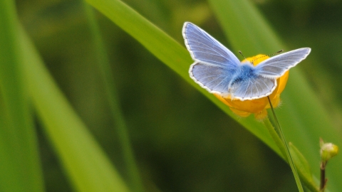 Common blue, Amy Lewis 