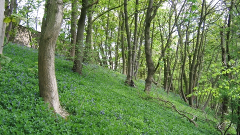 Cramside Wood, Derbyshire Wildlife Trust
