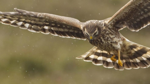 Hen Harrier, Mark Hamblin, 2020 Vision
