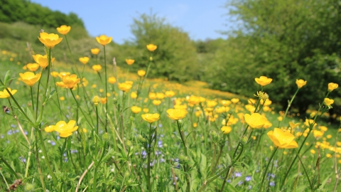 Buttercups, Kieron Huston