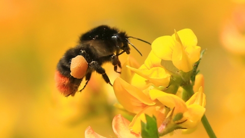 Red tailed bumblebee, Jon Hawkins, Surrey Hills Photography