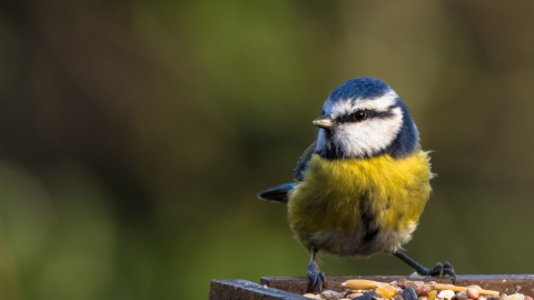 Blue tit, Sharon Dale via Flickr