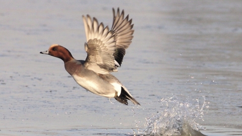 Wigeon, Guy Badham 