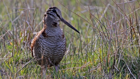 Woodcock, Margaret Holland