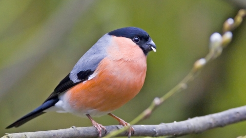 Bullfinch, Damian Waters