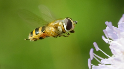 Hoverfly, Natural Diversity via Flickr