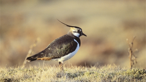 Lapwing, Darin Smith 