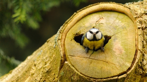 Blue tit, Amy Lewis