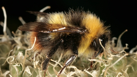 Bumble bee by Malcolm Storey