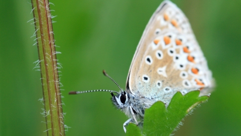 Common blue butterfly, Vicky Nall