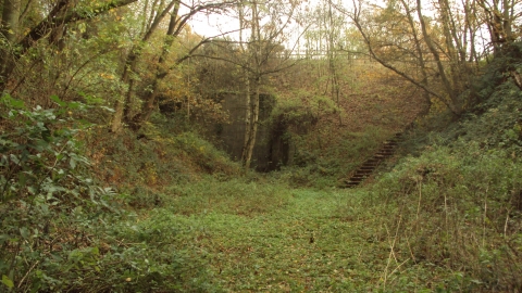 Duckmanton Railway Cutting, Derbyshire Wildlife Trust