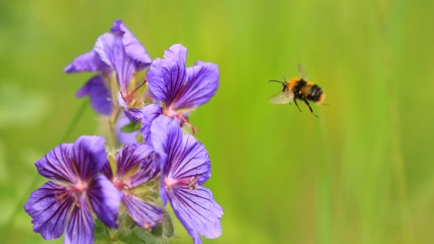 Early bumblebee, Jon Hawkins, Surrey Hills Photography