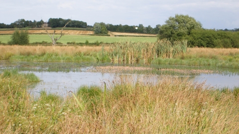 Erewash Meadows, Kate Lemon 