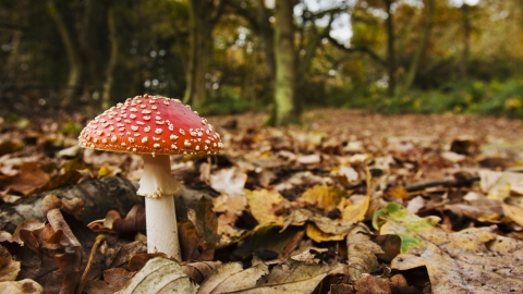Fly Agaric, Elliott Neep