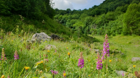 Fragrant orchid, Hopton Quarry, credit Natural Diversity