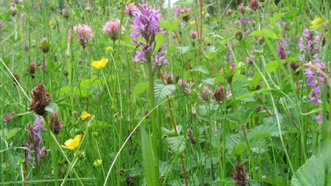 Golden Brook Storage Lagoon, Derbyshire Wildlife Trust