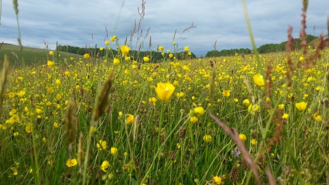 Hartington Meadows, Kaite Helps