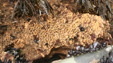 Honeycomb worm