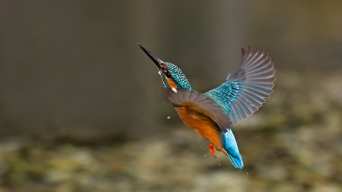 Kingfisher, Malcolm Brown