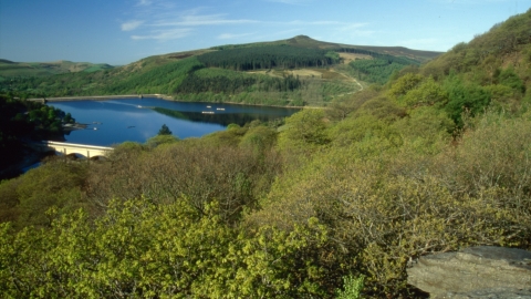 Ladybower Wood, Mark Hamblin