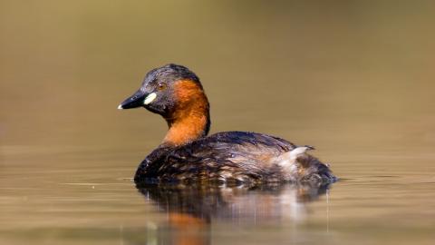 Little grebe, Tom Marshall 