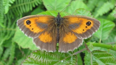 Lock Lane Ash Tip gatekeeper butterfly, Jim Russell