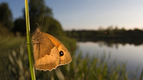 Meadow brown, Matt Cole