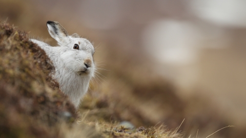 Mountain hare, Luke Massey 2020VISION