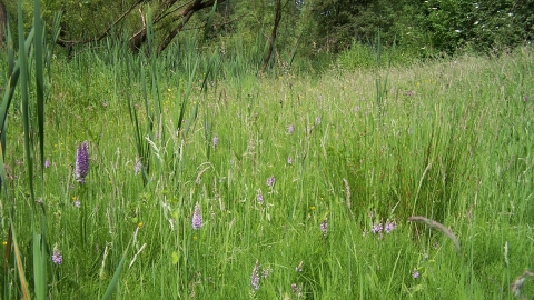 Oakerthorpe, Derbyshire Wildlife Trust 