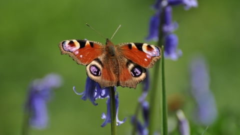 Peacock butterfly, Janet Packham Photography