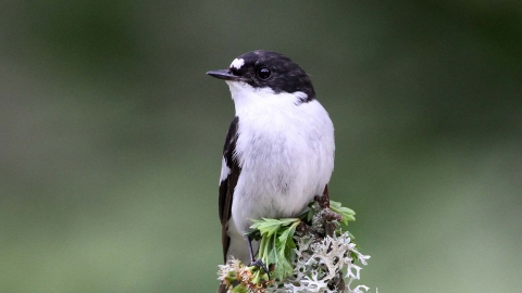 Pied flycatcher, Margaret Holland