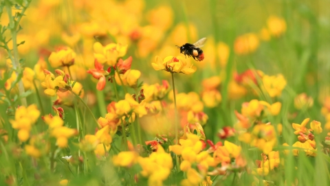 Red tailed bumblebee, Jon Hawkins, Surrey Hills Photography