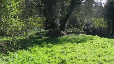 Risley Glebe, Derbyshire Wildlife Trust