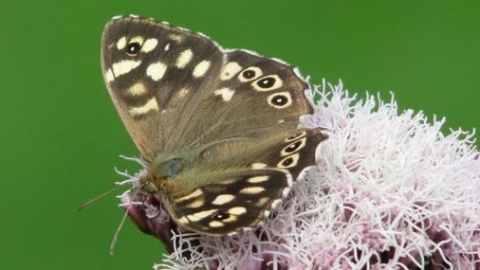 Rowsley speckled wood Shirley Freeman