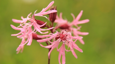 Ragged robin, Kieron Huston 