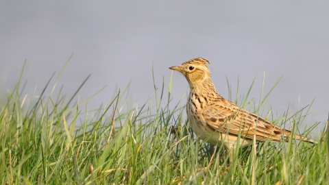 Skylark, Amy Lewis 