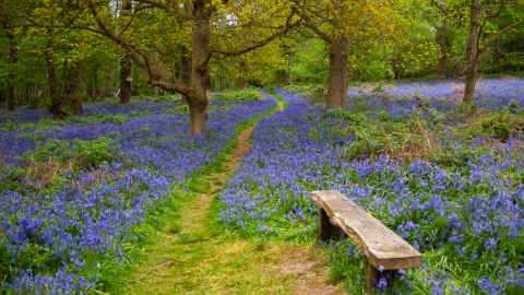 Spring Wood in bluebells, Tony Frankland