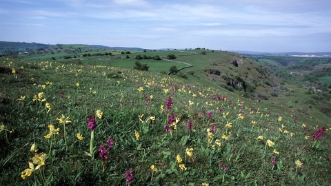 Priestcliffe Lees, Mark Hamblin