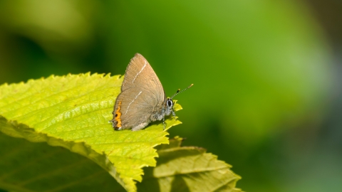 White-letter hairstreak butterfly